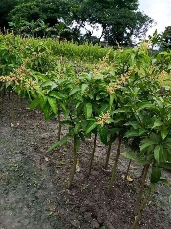 বাসা বাড়ির আঙ্গিনায় অথবা ছাদ বাগানে খুবই ভালো ফলন পেতে থাই কাঠিমন আমের চারা রোপন করুন। সারা বছর আপনারা আমের চাহিদা পূরণ হবে।